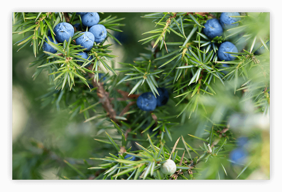 gin tour berlin